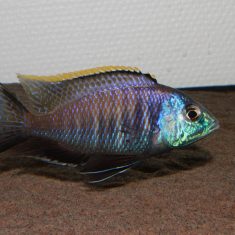 Placidochromis sp. ‚blue otter‘