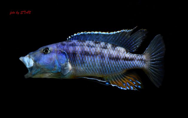 Tyrannochromis macrostoma