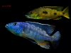 Tyrannochromis macrostoma (samec)