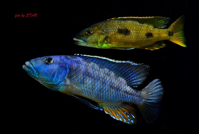 Tyrannochromis macrostoma (samec)