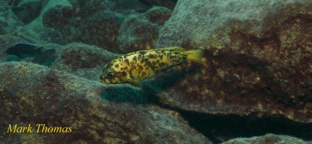 Tropheops tropheops Makokola Reef (OB samice)