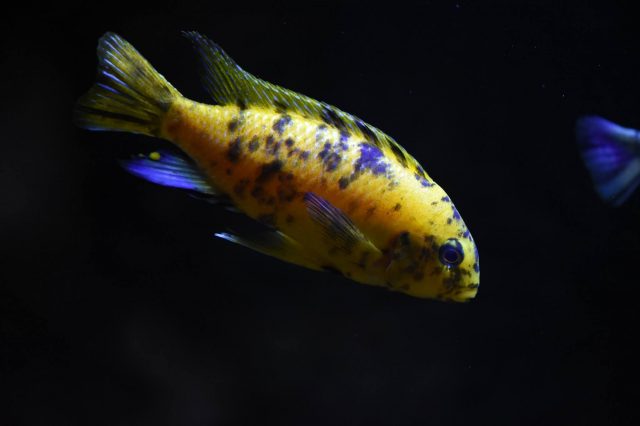 Tropheops tropheops Makokola Reef (MC samec)