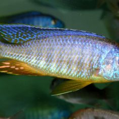 Placidochromis sp. ‚electra‘