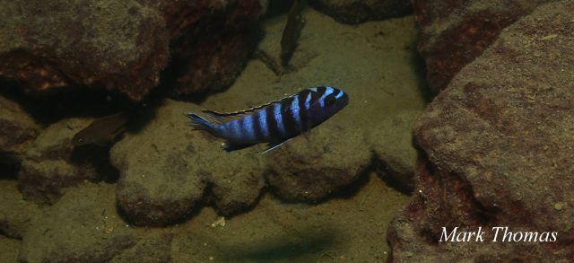 Tropheops kumwera Makokola Reef (samec)