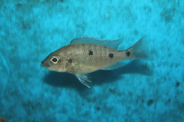 Copadichromis melas Mara Point (samice)