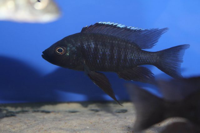 Copadichromis melas