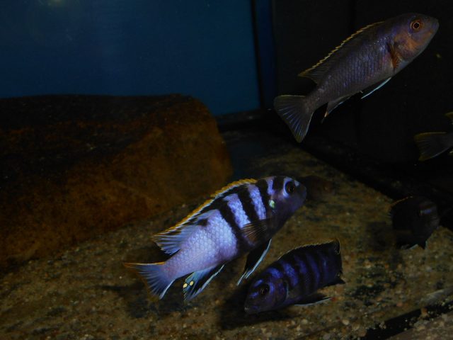 Labidochromis sp. 'mbamba' (samec a samice)