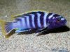 Labidochromis sp. 'mbamba' (samec)