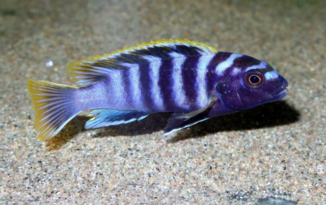 Labidochromis sp. 'mbamba' (samec)