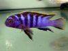 Labidochromis sp. 'mbamba' (samec)