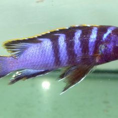 Labidochromis sp. ‚mbamba‘