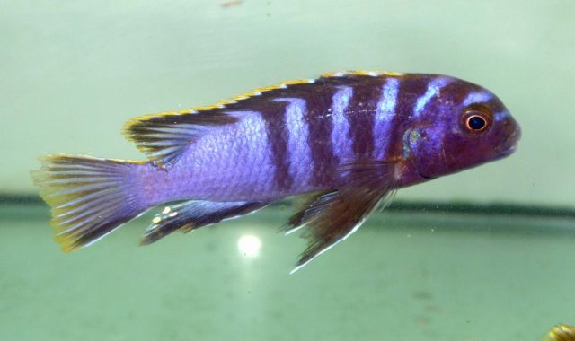 Labidochromis sp. &#8218;mbamba&#8216;