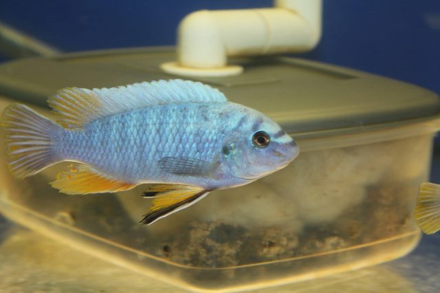 Labeotropheus fuelleborni Mbenji (samec)