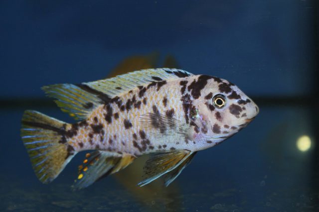 Labeotropheus fuelleborni Mbenji (MC samec)