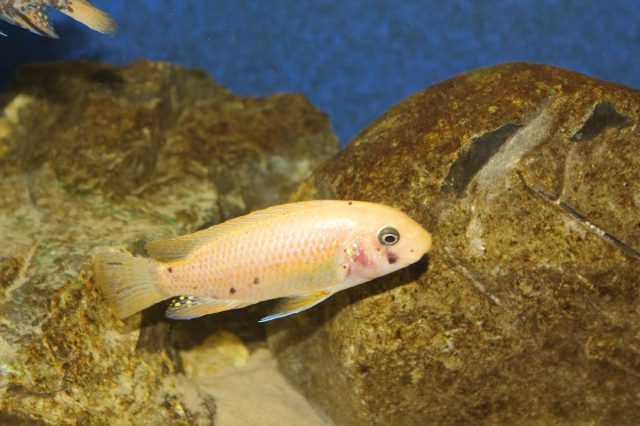 Labeotropheus fuelleborni Mbenji (O samice)