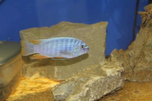 Labeotropheus fuelleborni (18)