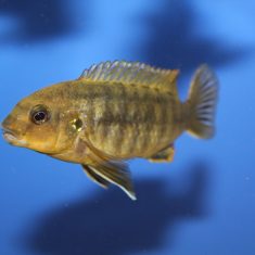 Labidochromis mbenjii