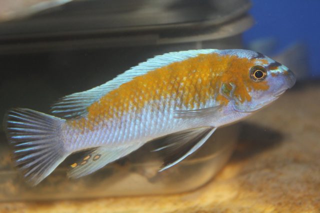 Labeotropheus trewavasae