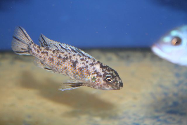 Labeotropheus trewavasae Mdoka Reef (OB samice)