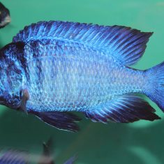 Placidochromis phenochilus