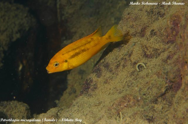 Petrotilapia microgalana (samice)