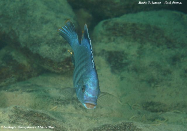 Petrotilapia microgalana