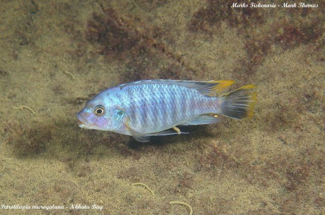 Petrotilapia microgalana (samec)