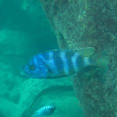 Placidochromis milomo