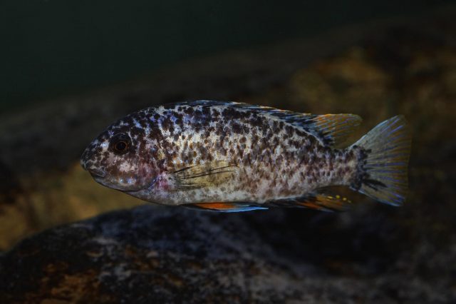 Labeotropheus artatorostris Mitande (OB samice)