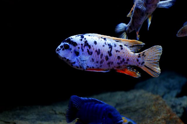 Labeotropheus artatorostris Mitande (MC samec)