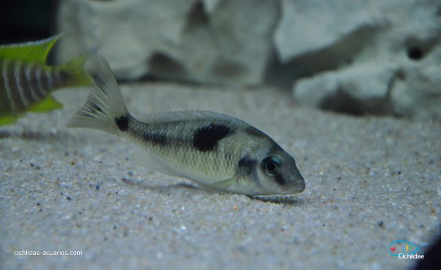 Naevochromis chrysogaster (samice)