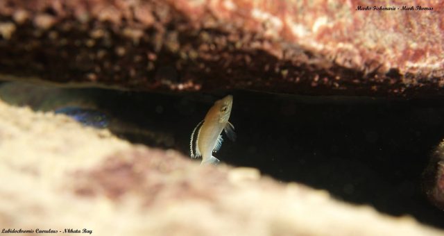 Labidochromis caeruelus Nkhata Bay