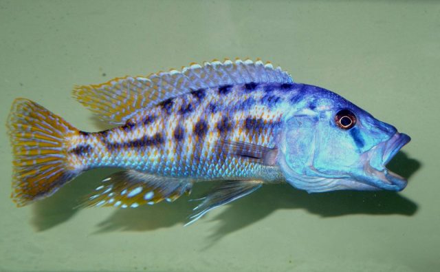 Tyrannochromis nigriventer (samec)