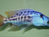 Tyrannochromis nigriventer (samec)