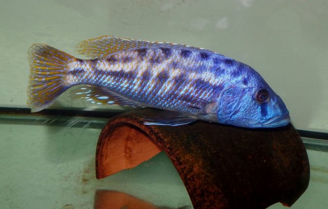 Tyrannochromis nigriventer (samec)