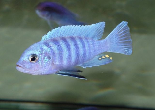 Cynotilapia sp. ,iwera' Cove Mountain (samec)