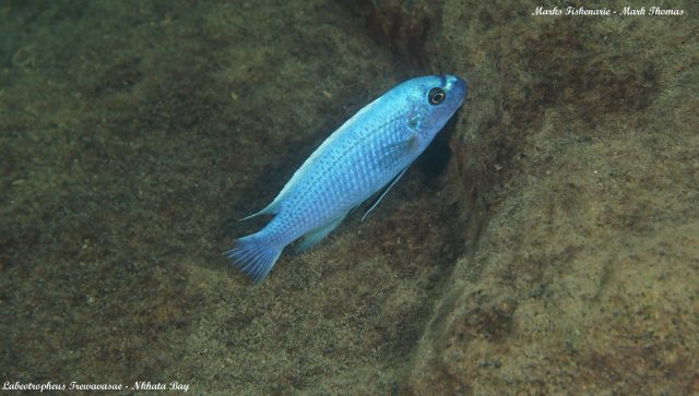 Labeotropheus trewavasae