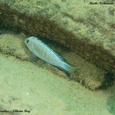 Labidochromis caeruelus