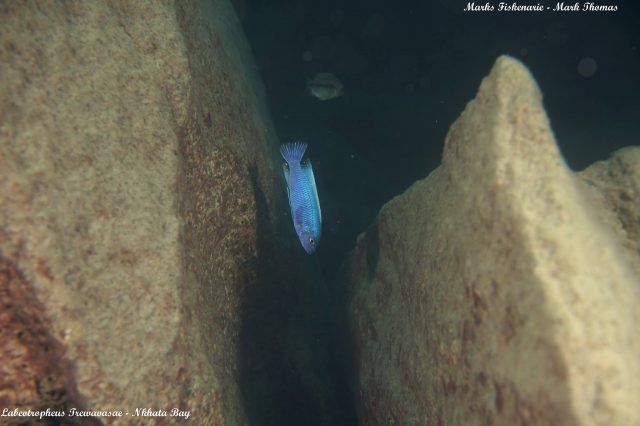 Labeotropheus trewavasae Nkhata Bay (samec)