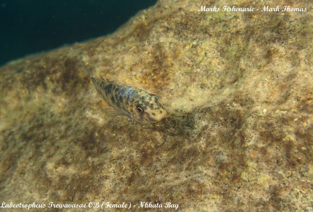 Labeotropheus trewavasae Nkhata Bay (OB samice)