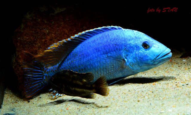 Nimbochromis fuscotaeniatus