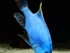 Nimbochromis fuscotaeniatus (samec)