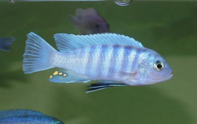 Cynotilapia sp. ,iwera&#8216;