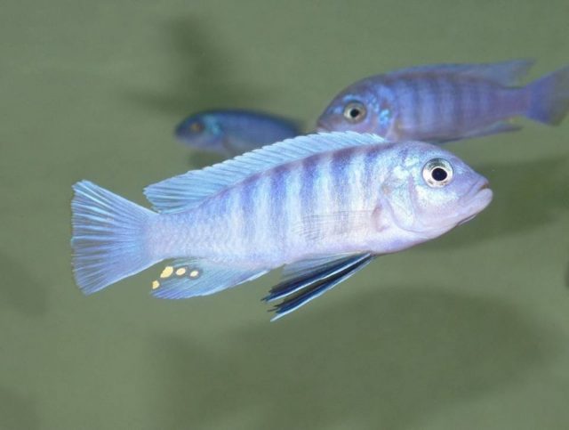 Cynotilapia sp. ,iwera' Cove Mountain (samec)