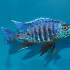 Copadichromis sp. ‚kawanga‘