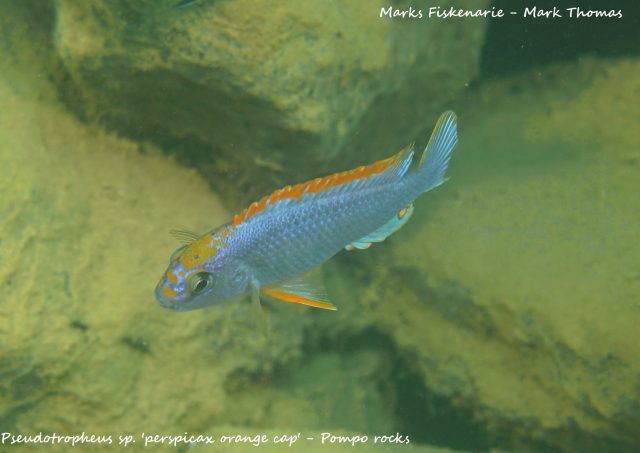 Pseudotropheus sp. 'perspicax'