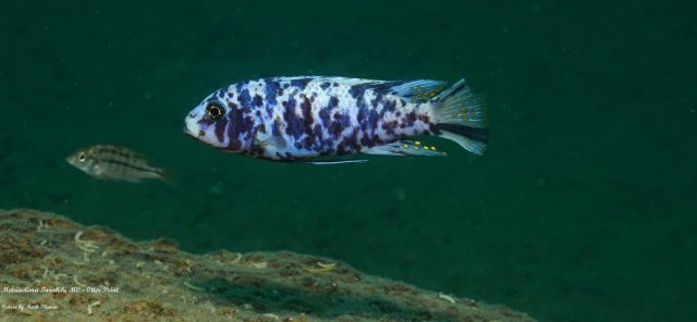 Metriaclima tarakiki Otter Point (MC samec)