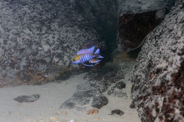 Aulonocara jacobfribergi Otter Point (samec)