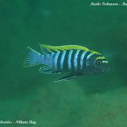 Cynotilapia zebroides