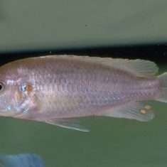 Labidochromis pallidus